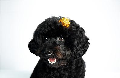 粉丝自制PS1版《生化危机5》 展示第一关Boss战